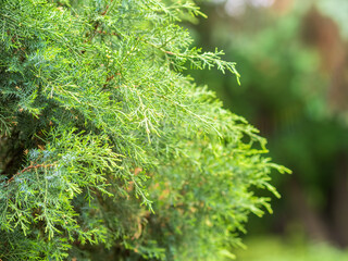 Thuja branches in spring. Fresh thuja branches in the sunset light.