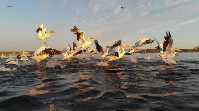 Kalmykia, nature reserve. Pelicans take off in the sunset.