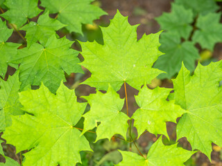 Spring branches of maple tree with fresh green leaves