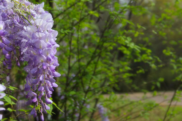 Purple Wisteria in Spring - Fabaceae Luguminosae in Park