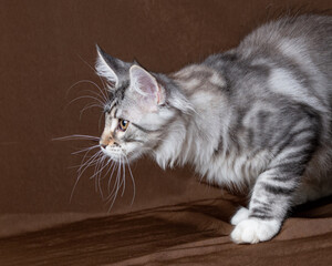 Beautiful Maine Coon kitten, three months old.