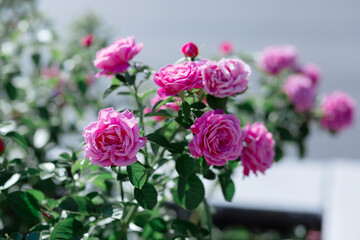 Obraz premium The texture of the bush is pink roses or wild rose, vegetable background.