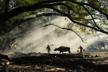 XIAPU, CHINA &ndash; DEC 07, 2019: Farmers walk a buffalo through the morning sunlight under the Banyan trees in Yangjiaxi Village