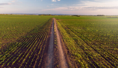 Fototapeta na wymiar Country Road Aerial flight over Green and lush Agricultural fields of Corn plants on sunny morning.