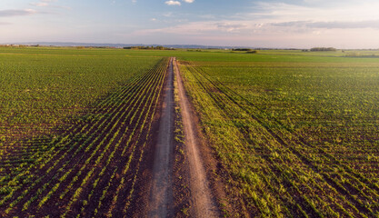 Country Road Aerial flight over Green and lush Agricultural fields of Corn plants on sunny morning.