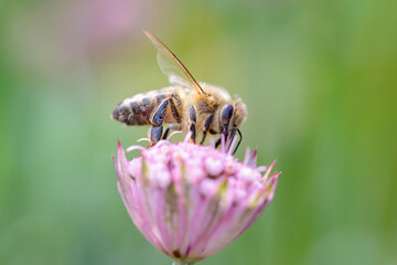 Bee - Apis mellifera - pollinates Astrantia Major