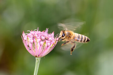 Bee - Apis mellifera - pollinates Astrantia Major