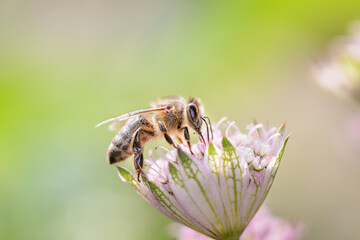 Bee - Apis mellifera - pollinates Astrantia Major