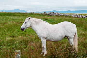 Obraz na płótnie Canvas White horse in a green grass green field. 