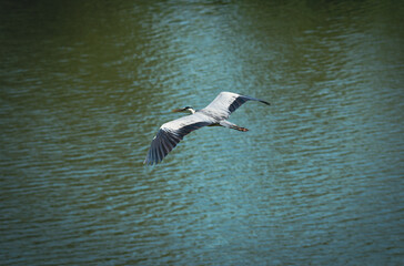 Fototapeta na wymiar A gray heron is preparing to land over the water of the lake
