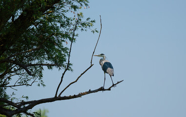Gray heron as it just landed on a branch of a withered tree
