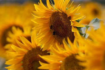 Fototapeta premium sunflower and bee
