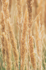 golden wheat field