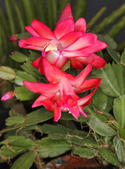 Christmas Cactus in Bloom With Pink Flowers S. truncata