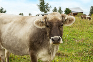 Swiss cow close up.