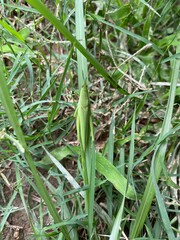 Green Grasshopper on the tree branch