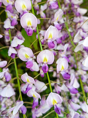 Fototapeta na wymiar wisteria flowers close-up blurred background in the park