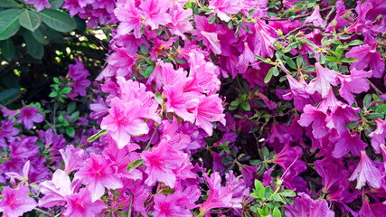 rhododendron flower blooms on a bush in spring