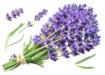 Bunch of lavandula or lavender flowers on white background.