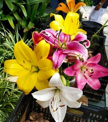 bouquet of lilies