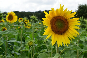 Fototapeta premium Sunflower field, agriculture background.