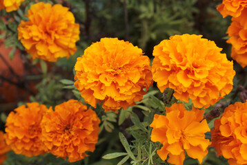 Orange Marigold Flowers in Outdoor Garden Close up