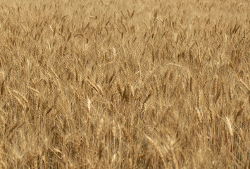 wheat ear field close-up. against the sky.