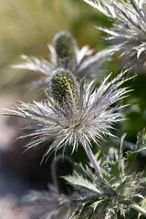 Alpen-Mannstreu (Eryngium alpinum)