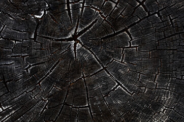 the burnt surface of a wooden sawn tree