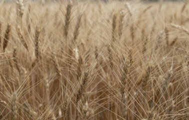 wheat ear field close-up. against the sky.