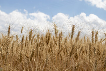 wheat ear field close-up. against the sky.