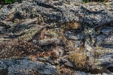 Interesting original background texture in the form of trees that have undergone changes over time in the far north. Deformation of the tree. Various mosses grow on the surface of the wood