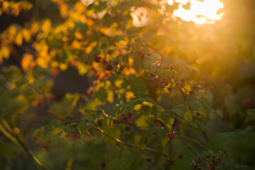 Obraz premium raspberry bush