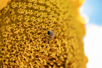 A bee collecting pollen on a sunflower. close-up.