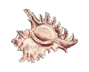 Watercolor digital illustration of sea shells from brown marine life on white isolated background. High quality illustration