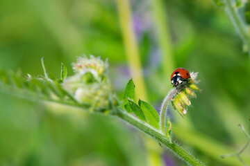 Coccinellidae is a widespread, Ladybird beetle, ladybugs. red beetle with black dots. insects in the wild. natural background. macro nature. ladybug sitting on a meadow plant