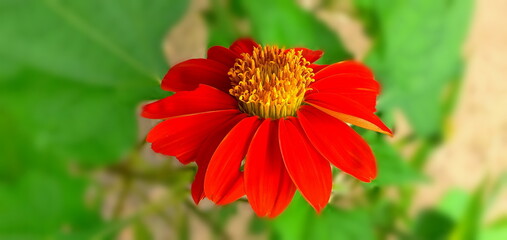 Close up of one beautiful red chrysanthemum, flower In full blooming in the garden, and fresh a flower has green on blurred background bokeh concept.