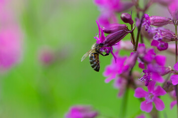 bee on a flower. European bee collects nectar on a pink meadow flower Viscaria vulgaris. honey bee, insect macro. natural green background, close-up, place for text. spring or summer day. insects