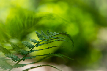 green fern leaves in the forest for background. Natural green fern leaves texture in the forest close up on a blurred background. foliage natural floral background of fern in sunlight. close-up