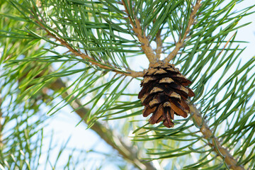 pine cone in a Pine Tree. Pinus. Isolated pine. Pine branch with cones isolated on light natural...