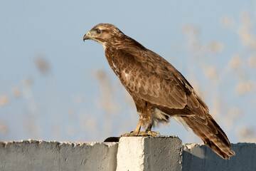Common Buzzard