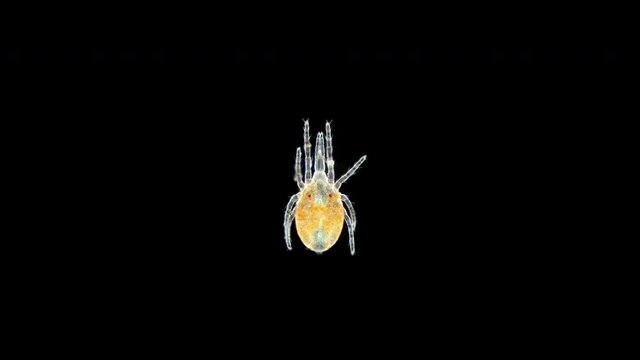 Predatory mite (acari) Superfamily Raphignathoidea under a microscope, suborder Prostigmata. Some species are used to control agricultural pests. Possibly family Cryptognathidae