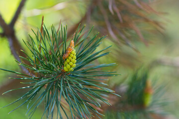 pinus resinosa. young Pineoung tender cones on a pine branch in the forest. Pinus resinosa, Male...