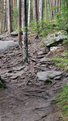 Obraz premium tree roots in the ground, beautiful nature