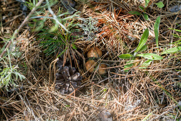 a mushroom picker found mushrooms in the forest in the grass under the needles