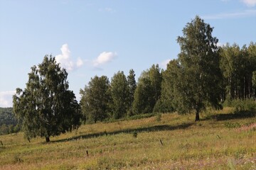 green forest, covered with riddles for the traveler

