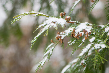 Chamaecyparis. White snow on the branches of a coniferous tree, in winter. Green foliage and cones of Lawson's cypress, Chamaecyparis lawsoniana, Columnaris in the park. early spring, close-up