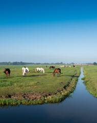 many horses in green grassy meadow and distant farm in holland under blue sky on summer morning