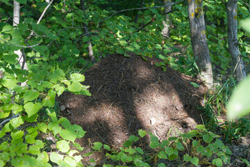 in summer, you can find large anthills in the forest