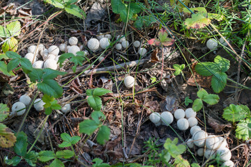 wild wild white round inedible mushrooms